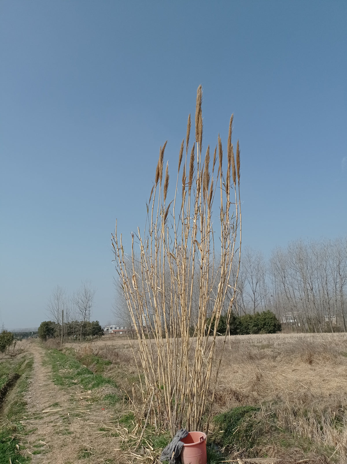 Bamboe en riet